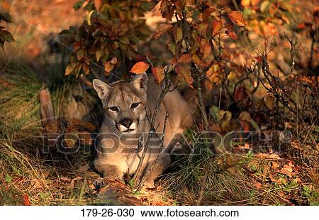 Lying, Animals, Wildlife, Outdoors, Wild, Cats, North View Large Photo Image Stock Image - Lying, Animals, Wildlife, Outdoors, Wild, Cats, North. Fotosearch