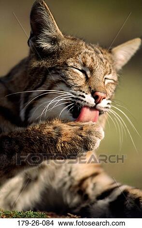 Lying, Bobcat, Resting, Wild, Animal, Wilderness, Animals View Large Photo Image Picture - Lying, Bobcat, Resting, Wild, Animal, Wilderness, Animals. Fotosearch