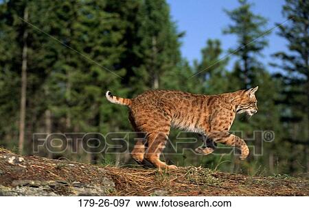Mammal, Animals, Running, Outdoors, North, Bobcat, Animal View Large Photo Image Stock Photo - Mammal, Animals, Running, Outdoors, North, Bobcat, Animal. Fotosearch