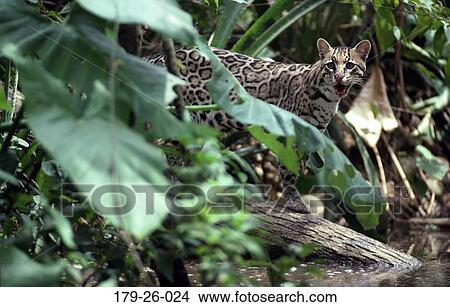 Mammal, Animals, Standing, American, Cats, North, Animal View Large Photo Image Picture - Mammal, Animals, Standing, American, Cats, North, Animal. Fotosearch