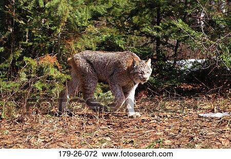 Mammal, Cats, American, Stalking, North, Wildlife, Animals View Large Photo Image Stock Image - Mammal, Cats, American, Stalking, North, Wildlife, Animals. Fotosearch