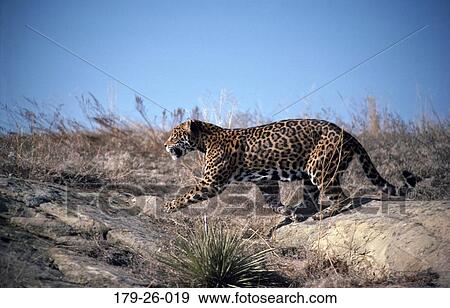 Mammal, North, Animals, Jaguar, Wild, Cats, Animal View Large Photo Image Stock Photo - Mammal, North, Animals, Jaguar, Wild, Cats, Animal. Fotosearch