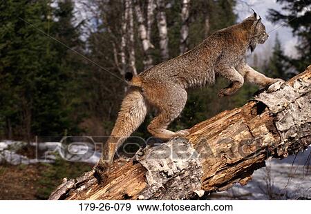 Stock Photo - Mammal, North, Animals, Wilderness, Tree, Animal, Walking. Fotosearch