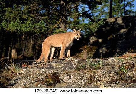 Mammal, Outdoors, Cat, Cougars, Wilderness, Standing, Animals View Large Photo Image Stock Photo - Mammal, Outdoors, Cat, Cougars, Wilderness, Standing, Animals. Fotosearch