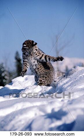 Mammal, Rabit, Outdoors, Snow, Cats, Pounceing, Wild View Large Photo Image Stock Image - Mammal, Rabit, Outdoors, Snow, Cats, Pounceing, Wild. Fotosearch