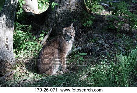 Mammal, Wilderness, Cats, Animals, Cat, Outdoors, American View Large Photo Image Stock Image - Mammal, Wilderness, Cats, Animals, Cat, Outdoors, American. Fotosearch