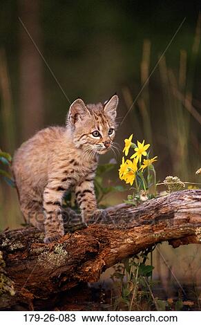 North, Animals, Tree, Mammal, American, Animal, Cubs View Large Photo Image Stock Image - North, Animals, Tree, Mammal, American, Animal, Cubs. Fotosearch