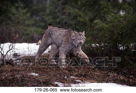 North, Cat, Animals, Lynx, American, Wilderness, Walking View Large Photo Image Stock Photography - North, Cat, Animals, Lynx, American, Wilderness, Walking. Fotosearch