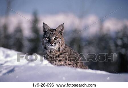 North, Cat, Outdoors, American, Cats, Cats, Animal View Large Photo Image Stock Photograph - North, Cat, Outdoors, American, Cats, Cats, Animal. Fotosearch