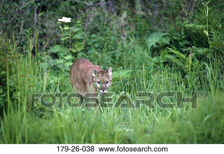 North, Cats, Wild, Wilderness, Cat, Wildlife, Animal View Large Photo Image Stock Photo - North, Cats, Wild, Wilderness, Cat, Wildlife, Animal. Fotosearch