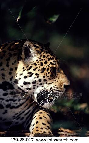 Stock Photo - North, Mammal, Cats, Animal, Cat, Jaguars, American. Fotosearch