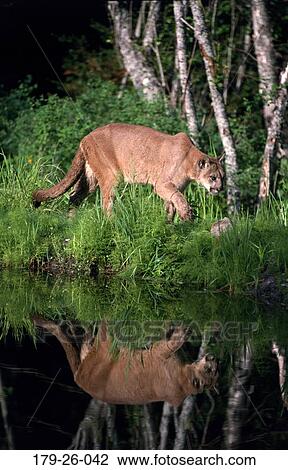 North, Mammal, Wild, Animal, Cats, Cats, Cougars View Large Photo Image Stock Image - North, Mammal, Wild, Animal, Cats, Cats, Cougars. Fotosearch