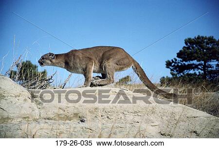 Stock Photography - North, Outdoors, Animals, Cats, Wilderness, Mammal, Wild. Fotosearch