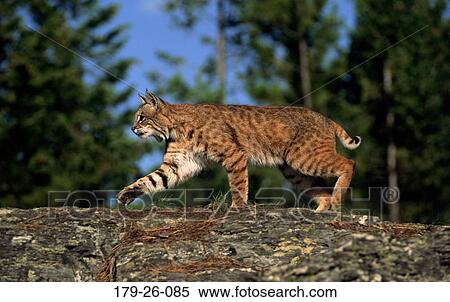 North, Outdoors, Wildlife, Cats, American, Wilderness, Animals View Large Photo Image Stock Photography - North, Outdoors, Wildlife, Cats, American, Wilderness, Animals. Fotosearch