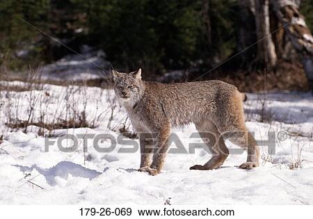 North, Snow, Cats, Cats, Mammal, American, Animals View Large Photo Image Stock Photo - North, Snow, Cats, Cats, Mammal, American, Animals. Fotosearch