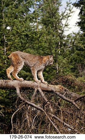 North, Wild, American, Mammal, Wildlife, Outdoors, Animals View Large Photo Image Picture - North, Wild, American, Mammal, Wildlife, Outdoors, Animals. Fotosearch