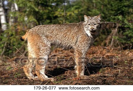 North, Wildlife, Standing, American, Outdoors, Mammal, Cats View Large Photo Image Stock Photo - North, Wildlife, Standing, American, Outdoors, Mammal, Cats. Fotosearch
