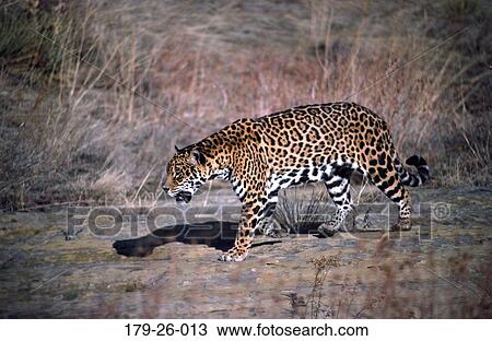 Outdoors, American, Mammal, Wildlife, Jaguar, Cat, North View Large Photo Image Stock Image - Outdoors, American, Mammal, Wildlife, Jaguar, Cat, North. Fotosearch