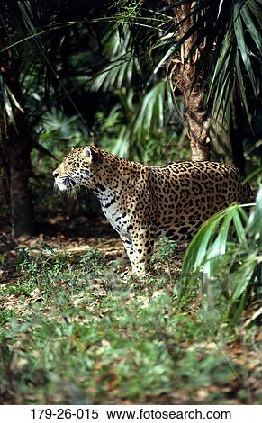 Outdoors, Animals, Wilderness, Wildlife, American, Wild, Cat View Large Photo Image Stock Photography - Outdoors, Animals, Wilderness, Wildlife, American, Wild, Cat. Fotosearch