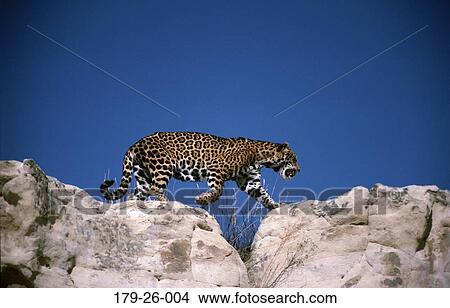 Outdoors, Animals, Wilderness, Wild, Striding, Jaguars, Walking View Large Photo Image Picture - Outdoors, Animals, Wilderness, Wild, Striding, Jaguars, Walking. Fotosearch