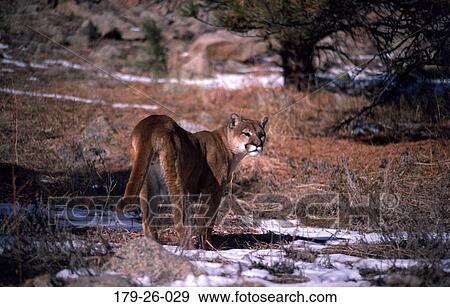 Stock Photo - Outdoors, Wilderness, Walking, Cougar, North, Animal, Wild. Fotosearch