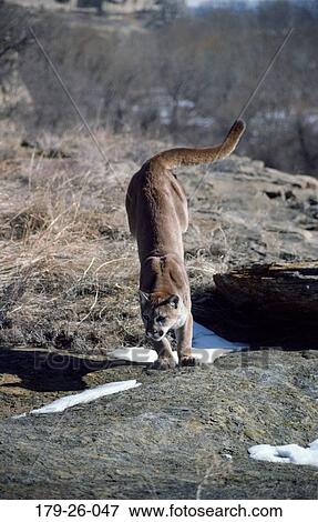 Pouncing, Pounceing, Cougars, Wild, Cats, Animal, American View Large Photo Image Stock Photo - Pouncing, Pounceing, Cougars, Wild, Cats, Animal, American. Fotosearch