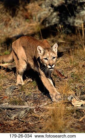 Prowling, Animal, Cougar, Animals, Wilderness, American, Mammal View Large Photo Image Picture - Prowling, Animal, Cougar, Animals, Wilderness, American, Mammal. Fotosearch