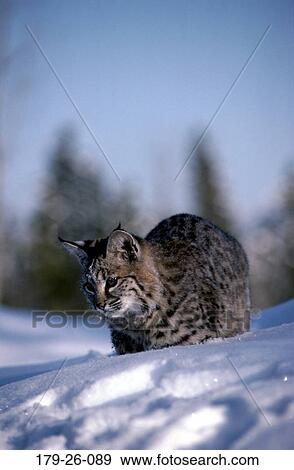 Resting, Wildlife, Wilderness, Animal, Cat, Bobcats, Outdoors View Large Photo Image Stock Photo - Resting, Wildlife, Wilderness, Animal, Cat, Bobcats, Outdoors. Fotosearch
