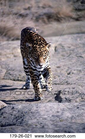 Running, American, Wildlife, Jaguars, Animals, Mammal, Animal View Large Photo Image Stock Image - Running, American, Wildlife, Jaguars, Animals, Mammal, Animal. Fotosearch