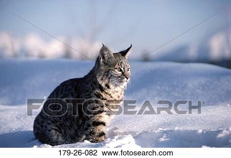 Sitting, Bobcat, Animals, Bobcats, Mammal, Wilderness, Wild View Large Photo Image Stock Image - Sitting, Bobcat, Animals, Bobcats, Mammal, Wilderness, Wild. Fotosearch