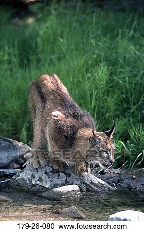 Water, Wildlife, Lynx, Pond, Wild, Wilderness, River View Large Photo Image Stock Image - Water, Wildlife, Lynx, Pond, Wild, Wilderness, River. Fotosearch