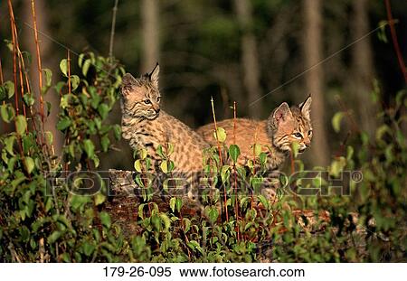 Wild, Animal, North, Mammal, Wildlife, Sitting, Cubs View Large Photo Image Stock Photography - Wild, Animal, North, Mammal, Wildlife, Sitting, Cubs. Fotosearch