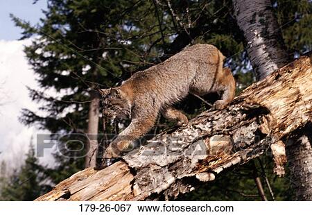 Wild, Cat, Mammal, Animals, American, Wilderness, Tree View Large Photo Image Stock Photo - Wild, Cat, Mammal, Animals, American, Wilderness, Tree. Fotosearch
