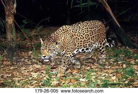 Wild, Cats, Animal, Cat, Prowling, Cats, Stalking View Large Photo Image Stock Photography - Wild, Cats, Animal, Cat, Prowling, Cats, Stalking. Fotosearch