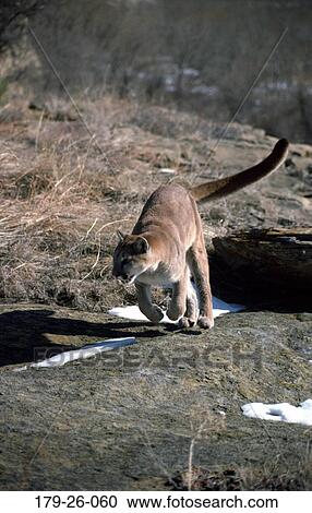 Wild, Cats, Chasing, Running, Cougar, Wildlife, Mammal View Large Photo Image Stock Image - Wild, Cats, Chasing, Running, Cougar, Wildlife, Mammal. Fotosearch