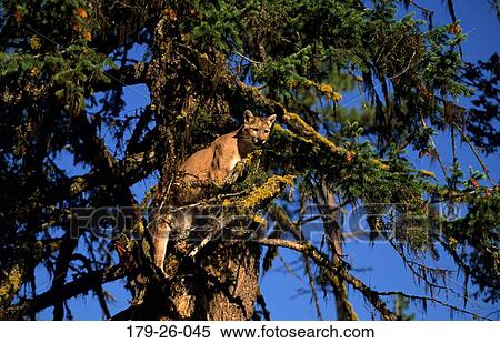 Wild, Cats, Outdoors, Cougars, Standing, Cat, Animals View Large Photo Image Stock Photography - Wild, Cats, Outdoors, Cougars, Standing, Cat, Animals. Fotosearch