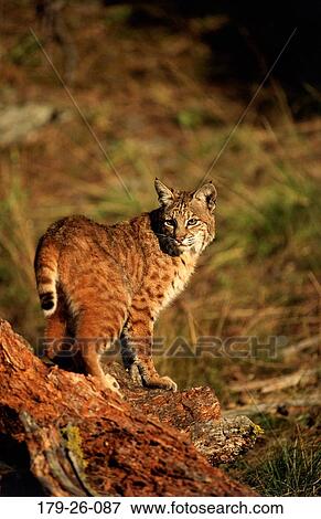 Stock Photo - Wild, Mammal, Cats, Tree, Animal, Cat, Animals. Fotosearch