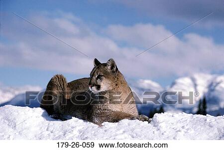 Wild, Snow, Cats, Resting, Cougars, Cats, North View Large Photo Image Stock Photo - Wild, Snow, Cats, Resting, Cougars, Cats, North. Fotosearch