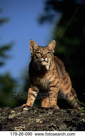 Wild, Wilderness, Standing, Bobcat, Mammal, Animals, Animal View Large Photo Image Stock Image - Wild, Wilderness, Standing, Bobcat, Mammal, Animals, Animal. Fotosearch