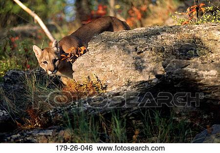 Stock Photograph - Wilderness, Cat, Standing, Cats, Mammal, Animal, American. Fotosearch