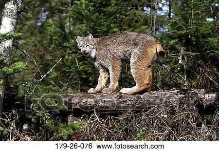 Wilderness, Mammal, Cat, Wild, Animals, Outdoors, Wildlife View Large Photo Image Stock Photograph - Wilderness, Mammal, Cat, Wild, Animals, Outdoors, Wildlife. Fotosearch