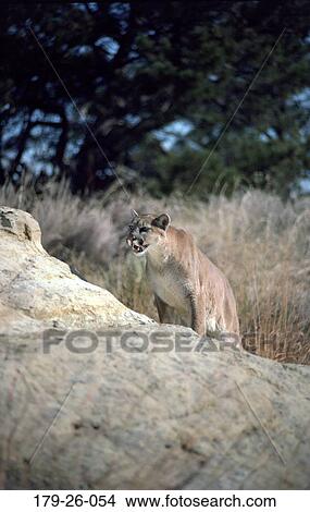 Wilderness, Outdoors, North, Wildlife, Mammal, Cats, Cat View Large Photo Image Picture - Wilderness, Outdoors, North, Wildlife, Mammal, Cats, Cat. Fotosearch