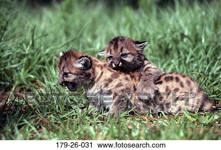 Wilderness, Playing, Cougar, Cougars, American, Cubs, Animals View Large Photo Image Stock Image - Wilderness, Playing, Cougar, Cougars, American, Cubs, Animals. Fotosearch