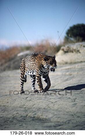 Wilderness, Wild, Jaguars, Mammal, American, Wildlife, Animals View Large Photo Image Stock Photo - Wilderness, Wild, Jaguars, Mammal, American, Wildlife, Animals. Fotosearch