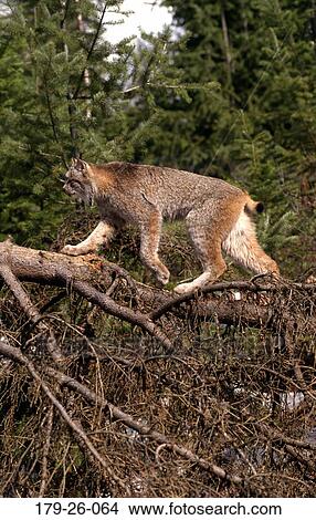 Wildlife, American, Cat, Cats, Wild, Walking, Outdoors View Large Photo Image Picture - Wildlife, American, Cat, Cats, Wild, Walking, Outdoors. Fotosearch