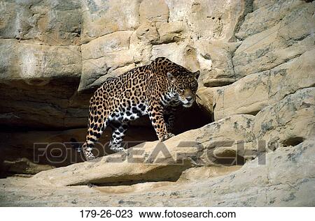 Stock Image - Wildlife, Cat, Cats, Outdoors, Jaguar, Animal, Walking. Fotosearch