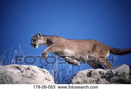 Wildlife, Cats, Animals, Mammal, Cats, Cougar, North View Large Photo Image Stock Image - Wildlife, Cats, Animals, Mammal, Cats, Cougar, North. Fotosearch