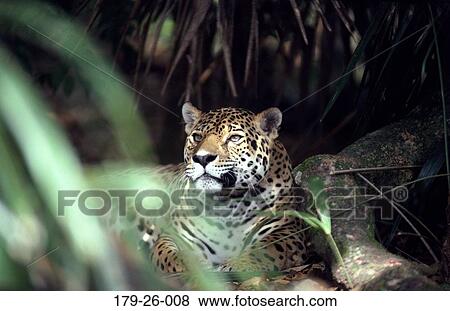 Wildlife, Lying, North, Cats, Wilderness, Mammal, Wild View Large Photo Image Stock Photo - Wildlife, Lying, North, Cats, Wilderness, Mammal, Wild. Fotosearch