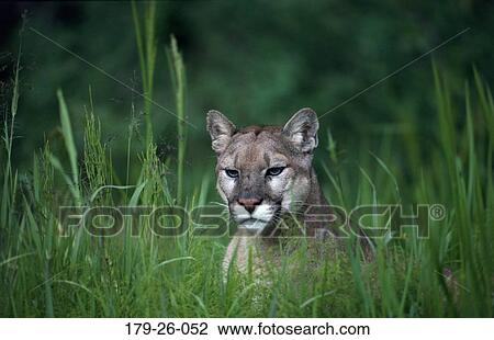 Wildlife, Resting, Grass, Head, Cougars, Alert, American View Large Photo Image Stock Image - Wildlife, Resting, Grass, Head, Cougars, Alert, American. Fotosearch