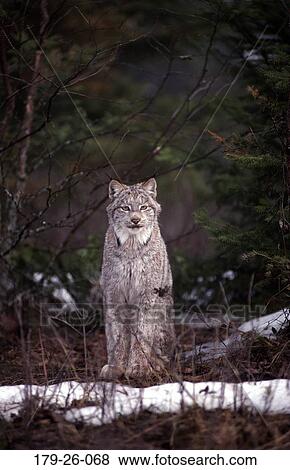 Wildlife, Wild, Snow, Mammal, Sitting, Resting, Cats View Large Photo Image Stock Photo - Wildlife, Wild, Snow, Mammal, Sitting, Resting, Cats. Fotosearch